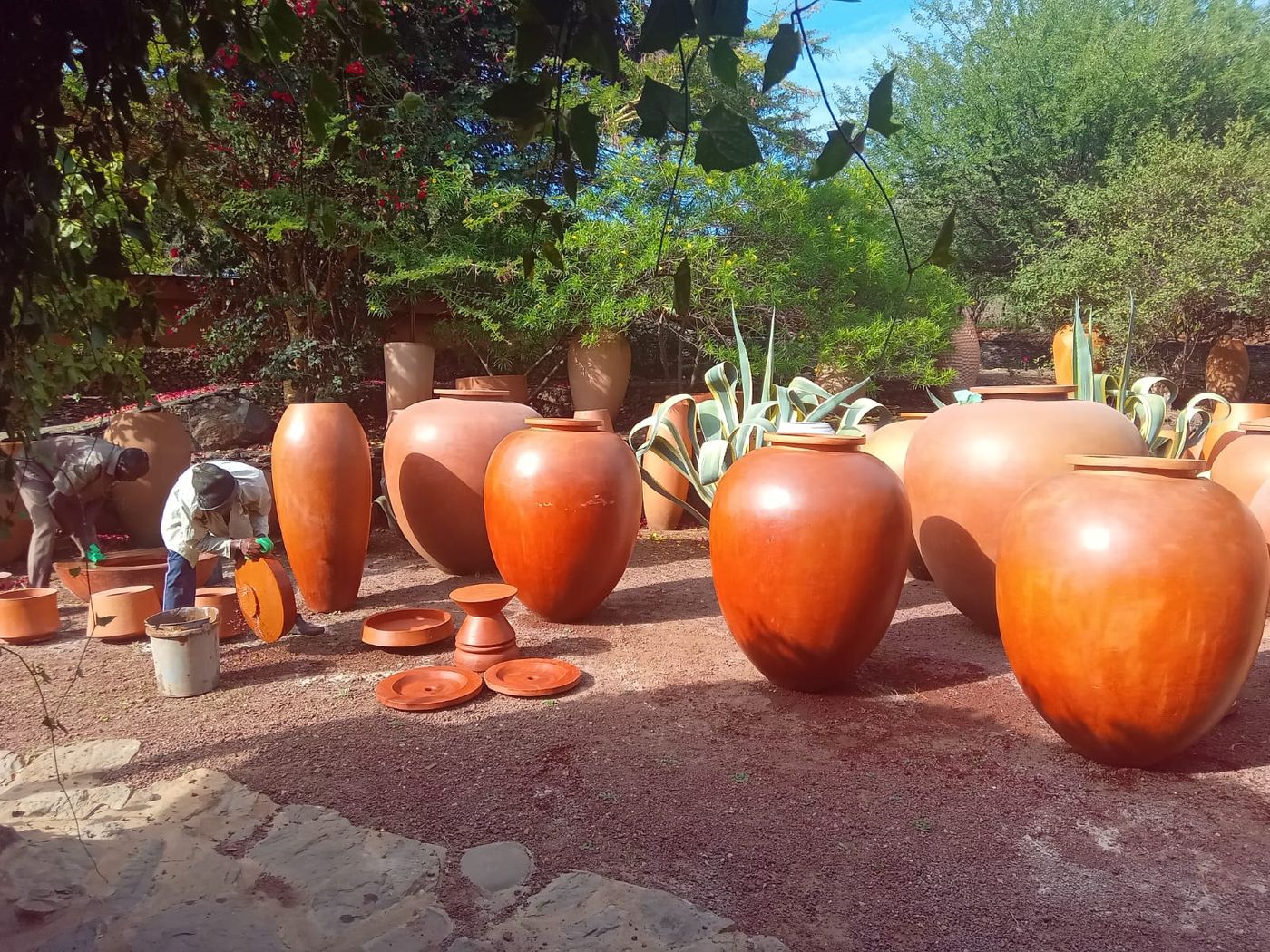 Rows of giant terracotta amphorae, newly painted, standing on red murram beside an agave in the yard.