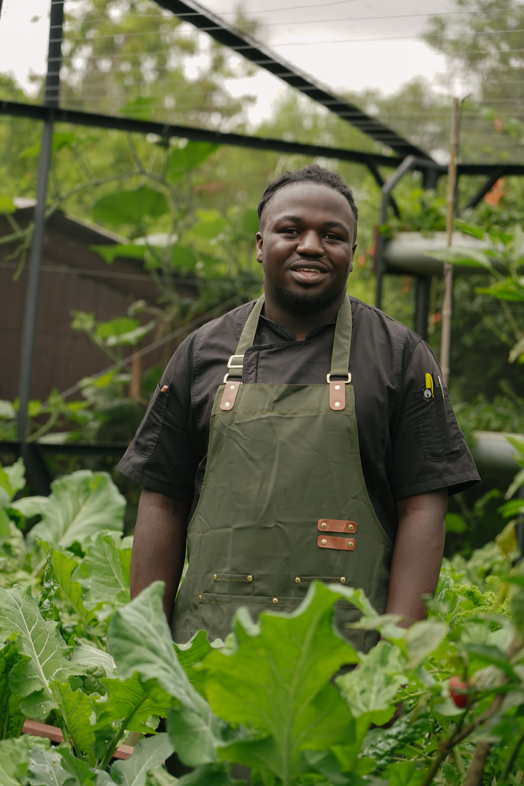A cook in dark whites and a green apron standing among kale beds under the shade netting of the kitchen garden.