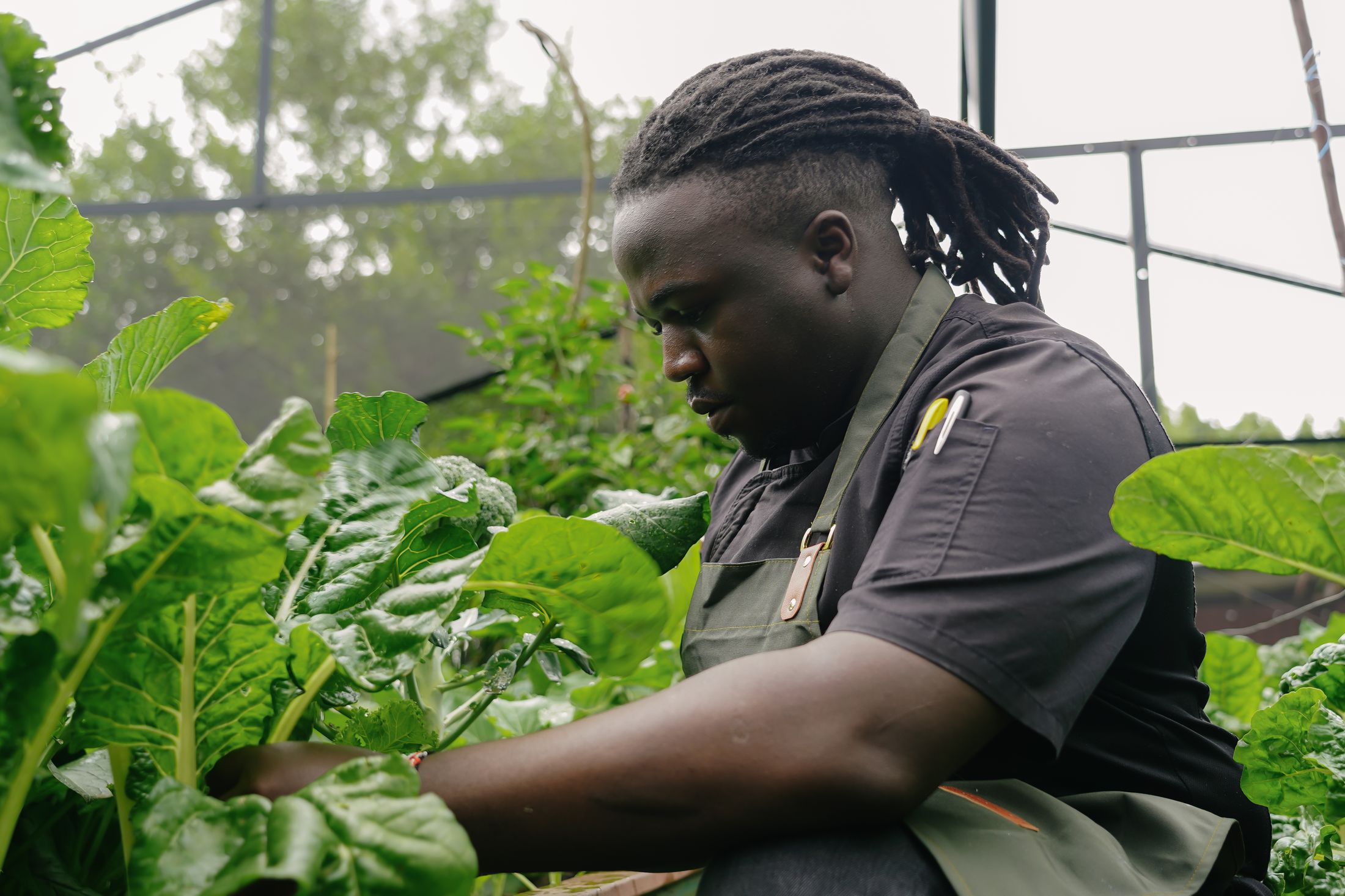 A chef in dark whites and an olive apron picking greens among the raised beds of the shade-netted kitchen garden.