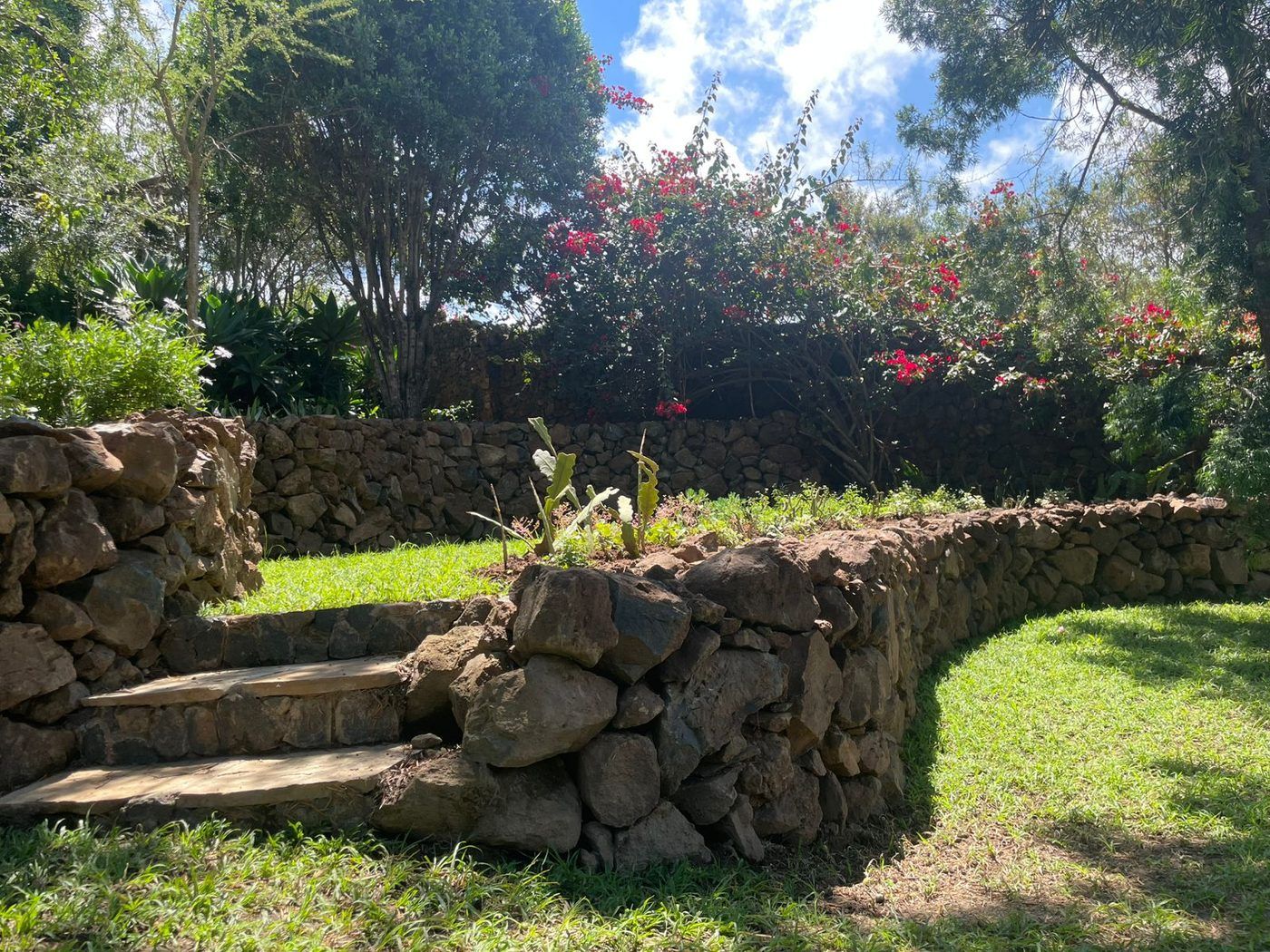 A curving dry-stone retaining wall holding a raised bed, flat stone steps set into it, bougainvillea in flower behind.