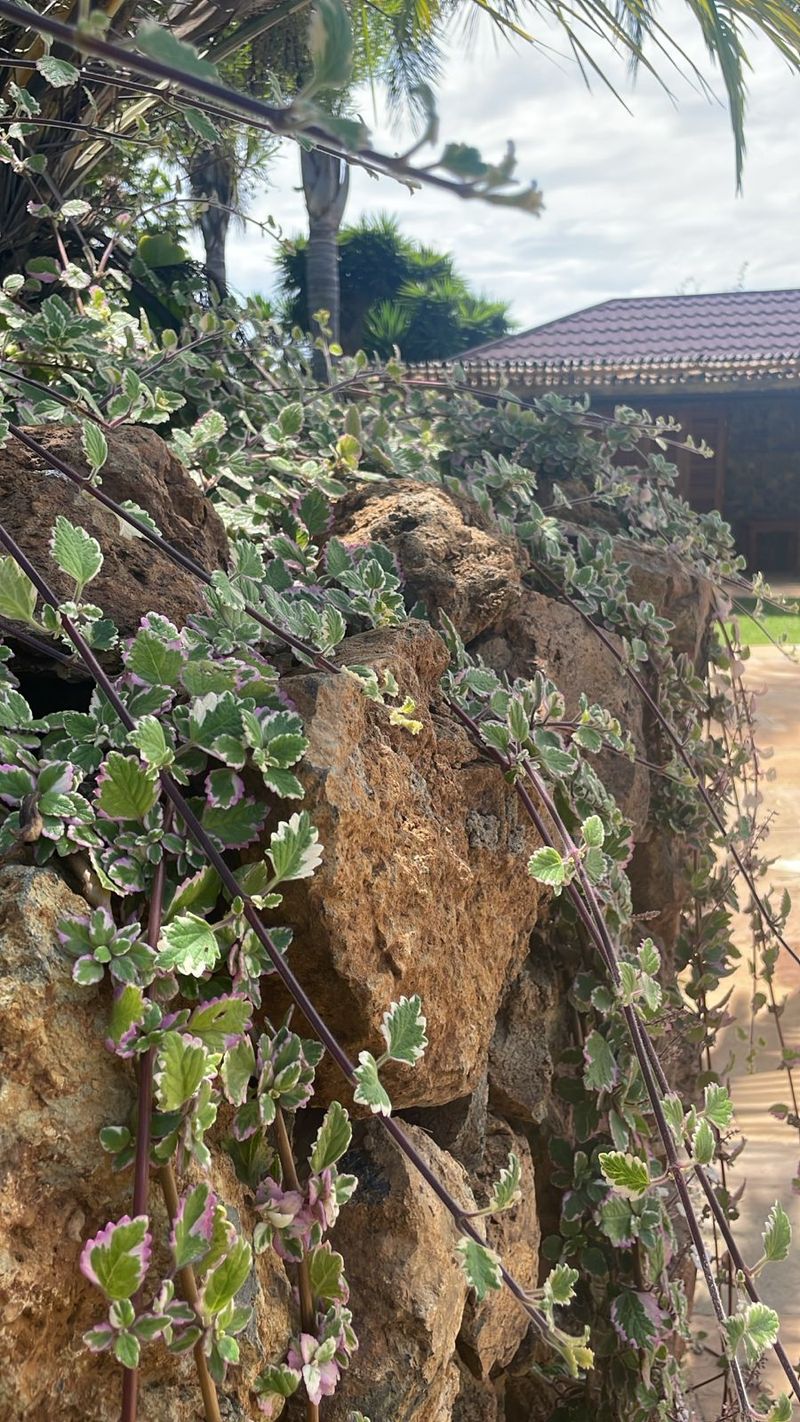 Variegated plectranthus trailing down a wall of lava rock, the pool house soft in the background.